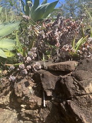 Kalanchoe fedtschenkoi