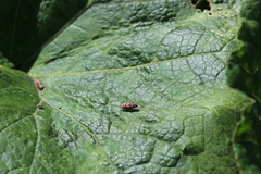 Agrosoma placetis