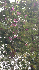 Bauhinia × blakeana