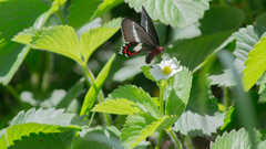 Parides bunichus