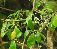 Cissus hypoglauca