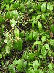 Cissus hypoglauca