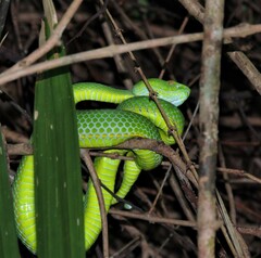 Trimeresurus vogeli