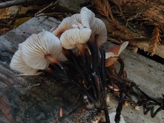 Gymnopus brassicolens