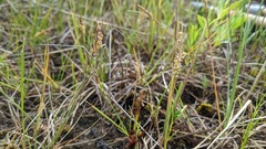 Carex garberi