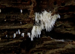 Mucronella bresadolae