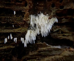 Mucronella bresadolae