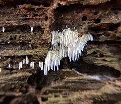 Mucronella bresadolae