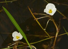 Sagittaria rhombifolia