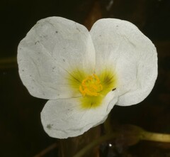 Sagittaria rhombifolia
