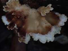 Cymatoderma dendriticum