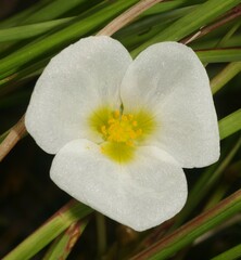 Sagittaria rhombifolia
