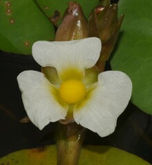 Sagittaria rhombifolia