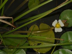 Sagittaria rhombifolia