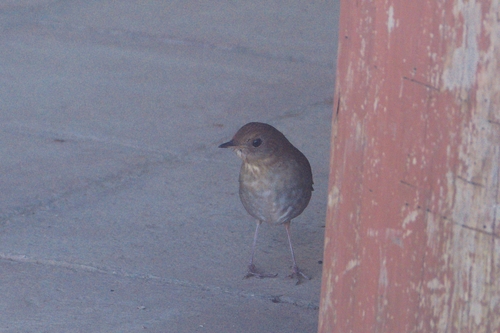 Russet Nightingale-Thrush (Catharus occidentalis), photo 4