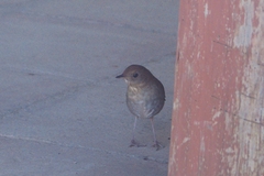 Catharus occidentalis