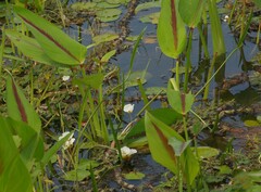 Sagittaria rhombifolia