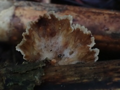 Cymatoderma dendriticum
