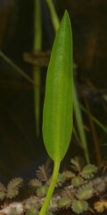 Sagittaria rhombifolia