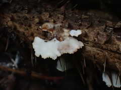 Cymatoderma dendriticum