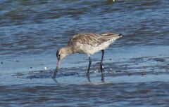 Limosa lapponica baueri