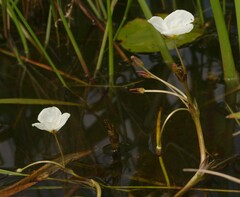 Sagittaria rhombifolia