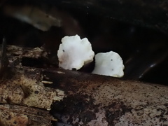 Cymatoderma dendriticum