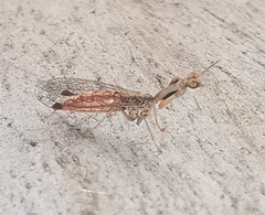 Austromantispa trevori