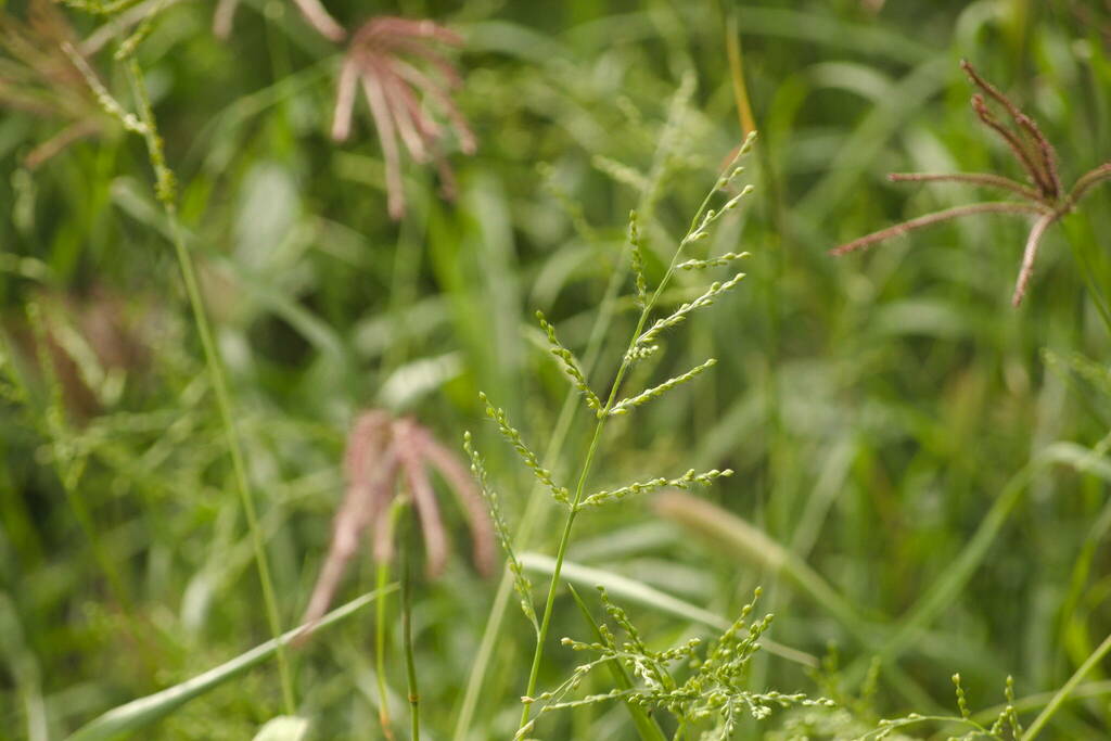 Urochloa ramosa; photograph (c) Kevin Faccenda, some rights reserved (CC BY)