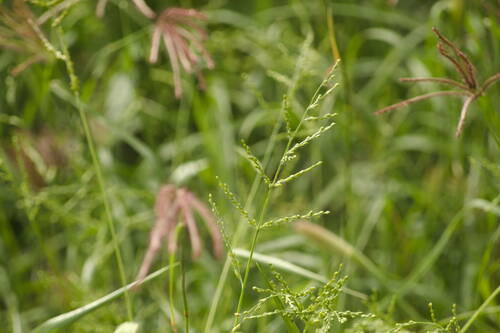 Urochloa ramosa