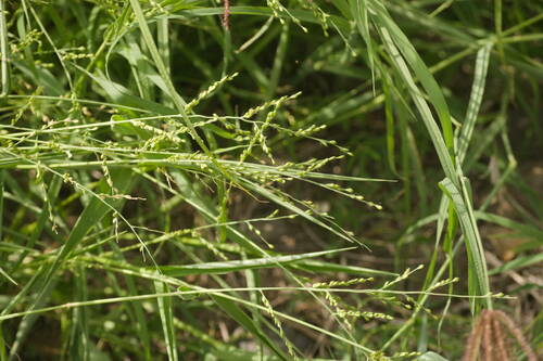 Urochloa ramosa, photograph 5