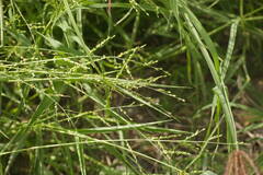 Urochloa ramosa