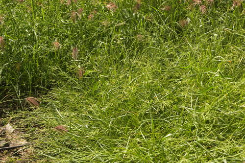 Urochloa ramosa, photograph 4