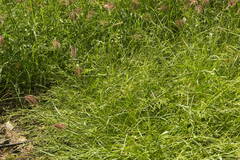 Urochloa ramosa