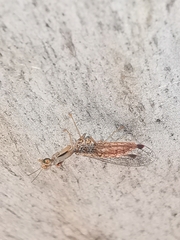 Austromantispa trevori