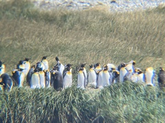 Aptenodytes patagonicus