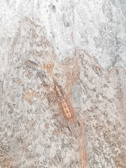 Austromantispa trevori