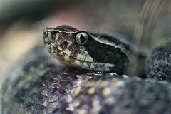 Bothrops