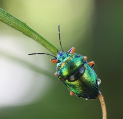 Lampromicra senator