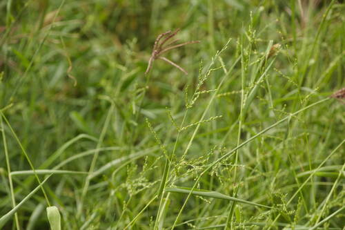 Urochloa ramosa, photograph 3