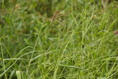Urochloa ramosa