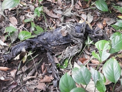 Iguana iguana