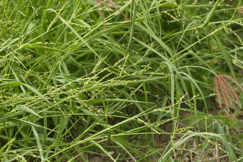 Urochloa ramosa, photograph 2