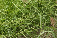 Urochloa ramosa