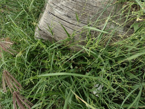 Urochloa ramosa, photograph 1