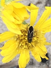 Ochrimnus carnosulus