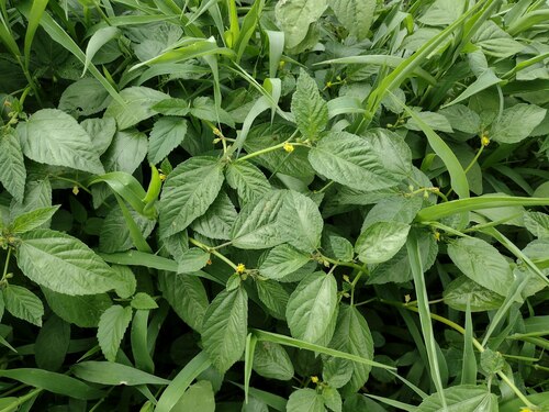 Corchorus olitorius observed 2023-01-16