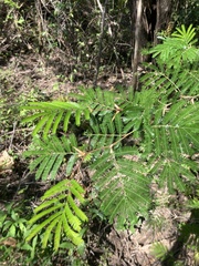 Vachellia cornigera
