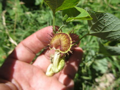 Aristolochia fimbriata