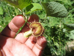 Aristolochia fimbriata